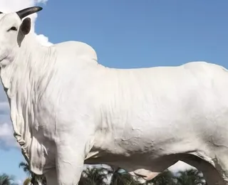 Cantor sertanejo compra vaca avaliada em mais de R$ 50 milhões