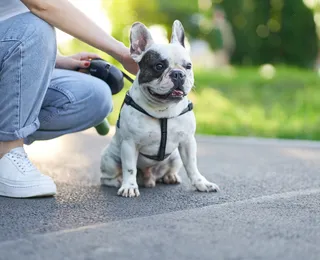 Carrapatos e desidratação: confira dicas da veterinária para cuidados com seu pet no verão