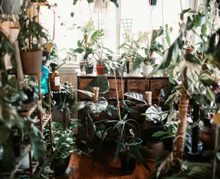 Casa fresca no verão: cinco plantas que ajudam a baixar a temperatura