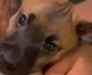 Caso de raiva em cachorro em Salvador após 20 anos é descartado