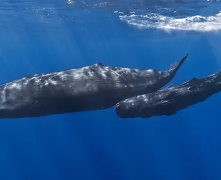 Cientistas descobrem "alfabeto" usado por baleias para se comunicar