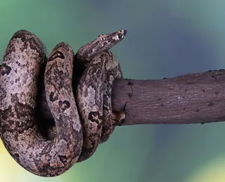 Cobra que mais pica no Brasil pode ser encontrada na Bahia