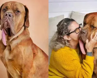 Com maior língua do mundo, cachorro entra para livro dos recordes