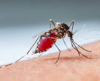 Do quintal à UTI: a picada de mosquito que quase matou um homem