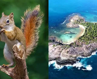 Esquilos invadem paraíso nordestino e surpreendem moradores e turistas