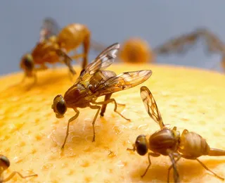 Essa pequena mosca pode mudar um problema que afeta frutas do seu dia a dia