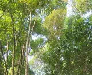 Fazenda é punida por venda irregular de lote no Vale do Jiquiriçá