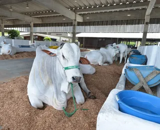 Fenagro 2025 abre as portas com mais de 3 mil animais prontos para exposição