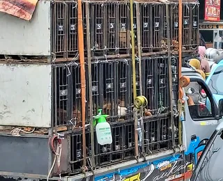 Jacarta proíbe carne de cachorro por risco de raiva e ilegalidade