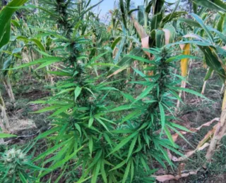 Mais de 22 mil pés de maconha são destruídos na Bahia