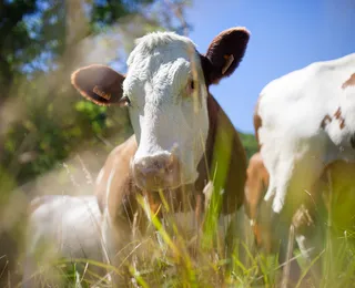 Membro do Comando Vermelho é preso por furtar dezenas de vacas