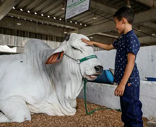 Na Fenagro, a gurizada esbanja  alegria, com brinquedos e animais