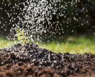 Não é a chuva: bactérias do solo causam o cheiro de terra molhada