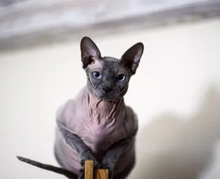 Nova lei proíbe criação de gatos 'de raça' e prevê multa de R$ 8 mil