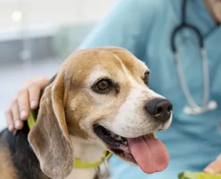 Novembro Azul: pets também podem sofrer com câncer de próstata