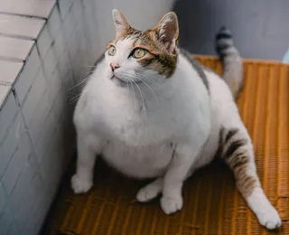 Ozempic para gatos? Novo implante trata obesidade felina