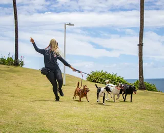Passeio sem guia expõe cães a risco de acidentes e ataques