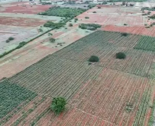 Plantação gigante de maconha é encontrada por drone na Bahia