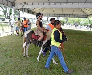 Pônei é um cavalo? Veja curiosidades sobre animal destaque da Fenagro