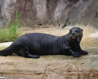 Predador aquático gigante extinto há 40 anos reaparece em país vizinho