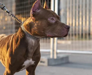 Prender cães em correntes de maneira permanente já é crime
