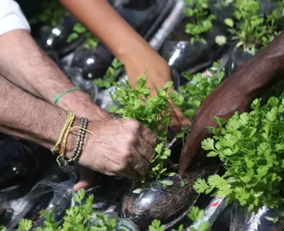 Primeira horta sustentável é entregue em Feira de Santana