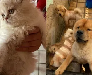 Proprietária de canil é presa por maus tratos a 121 animais