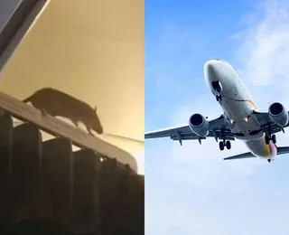 Ratazana causa pânico ao voar com passageiros em aeronave