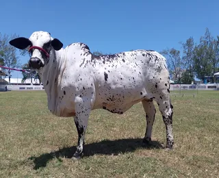 'Shakira' é coroada campeã na Fenagro; entenda como funciona julgamento