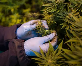 Uso de maconha triplica entre as mulheres no Brasil