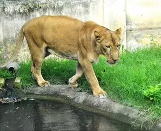 Zoológico na Paraíba reabre após morte de jovem atacado por leoa