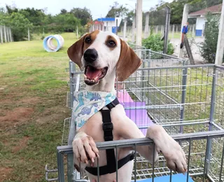 Abrigo é acusado de fazer eutanásia em animais para abrir novas vagas