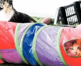 Abrigos sérios dão proteção e são opção segura de adoção de felinos