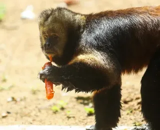 Animais do zoológico de Salvador recebem mimos diante do calor