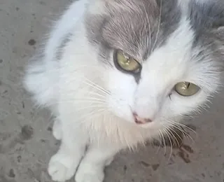 Após caso Orelha, gata grávida é espancada até a morte e causa revolta