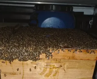 Ataque de abelhas deixa 15 vítimas no interior da Bahia; confira