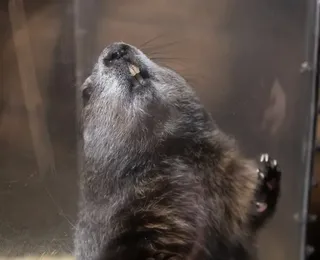 Dia da Marmota 2026 indica inverno rigoroso pelos próximos meses