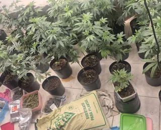 Estufa para produção de maconha é localizada em bairro de Salvador