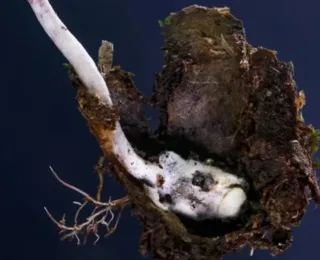 Fungo zumbi: parasita é descoberto por cientistas no Brasil