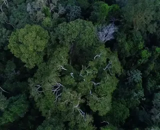 Localizada no Brasil, 4ª maior árvore do mundo está ameaçada