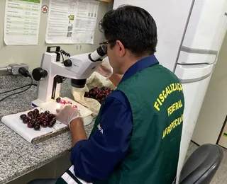 Mais de 1 tonelada de cerejas são destruídas após detecção de praga