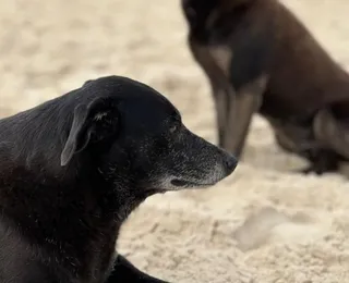 Morre Pretinha, companheira do cão Orelha, após dias de internação