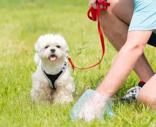 Mulher é condenada por jogar cocô de cachorro no rosto de vizinho