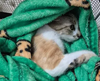 Mulher é presa em flagrante após arremessar gata do 12º andar