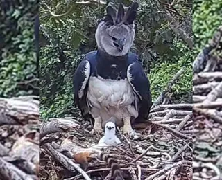 Pesquisadores encontram ninho com filhote de maior águia do mundo