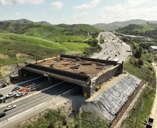 Ponte de R$ 100 milhões é construída só para onças, veados e cobras