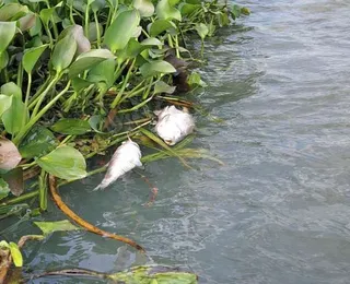 Proibido comer! Alerta é emitido após milhares de peixes mortos