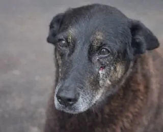 Proposta quer internar menores por maus-tratos a animais