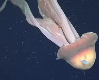 Rara água-viva fantasma gigante é registrada no fundo do mar