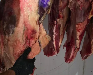 Seis pessoas são presas suspeitas de furto de gado e abate clandestino